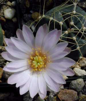 Peyote Verde(Echinocereus knippelianus)