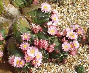 Peyote Verde(Echinocereus knippelianus)