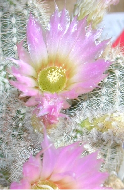 (Echinocereus laui)