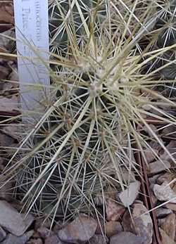 Nichol's Hedgehog, Golden Hedgehog(Echinocereus nicholii)