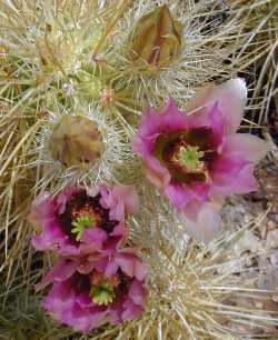 Nichol's Hedgehog, Golden Hedgehog(Echinocereus nicholii)