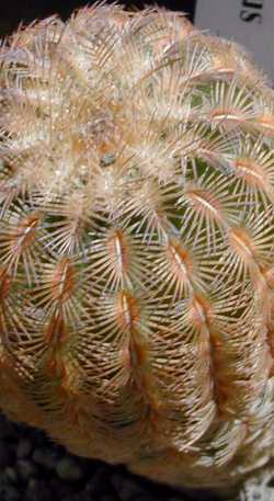 (Echinocereus reichenbachii ssp. reichenbachii )