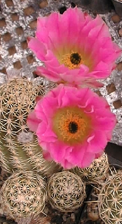 (Echinocereus pamanesiorum)