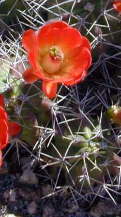 (Echinocereus coccineus ssp. paucispinus )