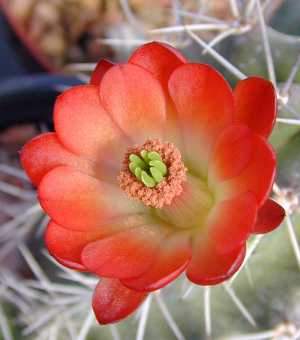 (Echinocereus coccineus ssp. paucispinus )