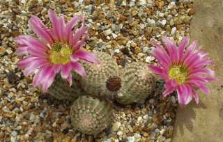 Comb Hedgehog(Echinocereus pectinatus)