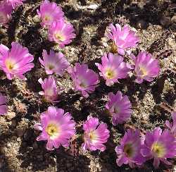 Lady Finger Cactus(Echinocereus pentalophus)