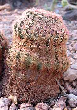 (Echinocereus primolanatus)