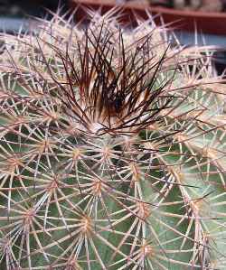 (Echinocereus adustus ssp. schwarzii )