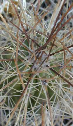 Straw-Colored Hedgehog (Echinocereus stramineus)