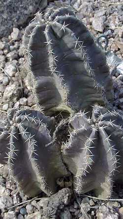 (Echinocereus subinermis)