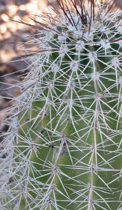 (Echinocereus stoloniferus ssp. tayopensis )