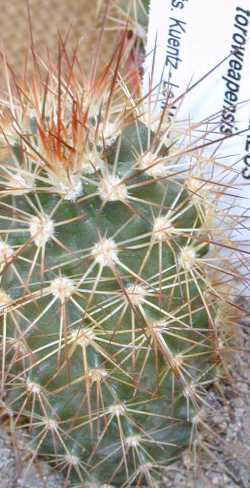 (Echinocereus coccineus 'toroweapensis')