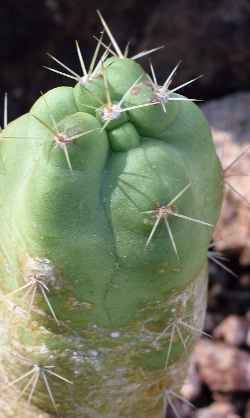 (Echinocereus cinerascens ssp. tulensis )