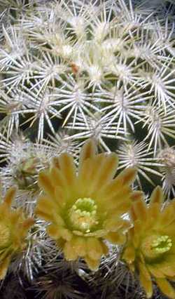 (Echinocereus viridiflorus ssp. correllii )