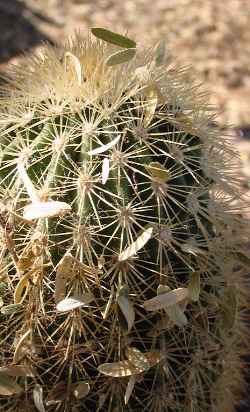 (Echinocereus websterianus)