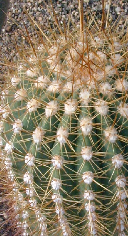 (Echinopsis atacamensis ssp. atacamensis )