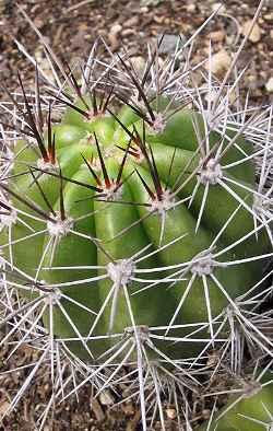 (Echinopsis comarapana)