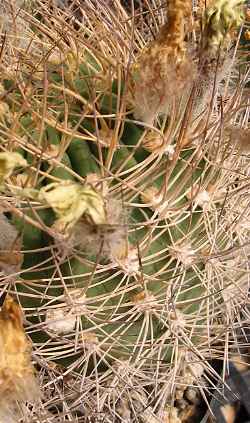 (Echinopsis ferox)