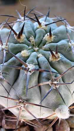 (Echinopsis glaucina)