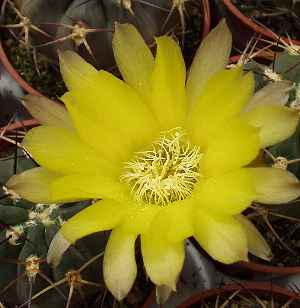 (Echinopsis glaucina)