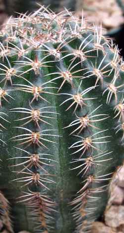 (Echinopsis haematantha)