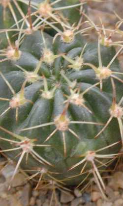 (Echinopsis hystrichoides)