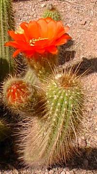 Red Torch Cactus(Echinopsis huascha)