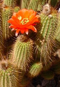 Red Torch Cactus(Echinopsis huascha)