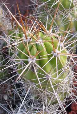 (Echinopsis huotii)