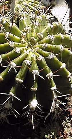 Violet Easter Lily Cactus(Echinopsis obrepanda)