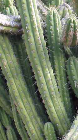 San Pedro Macho(Echinopsis peruviana)