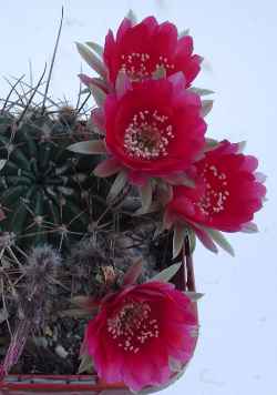 (Echinopsis pugionacantha)