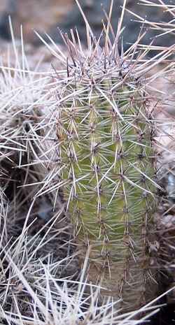 (Echinopsis saltensis)