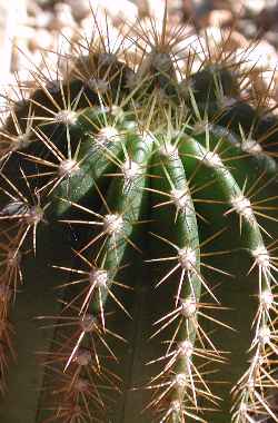 (Echinopsis smrziana)