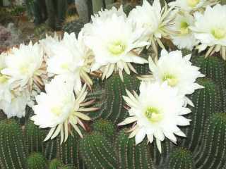 (Echinopsis smrziana)