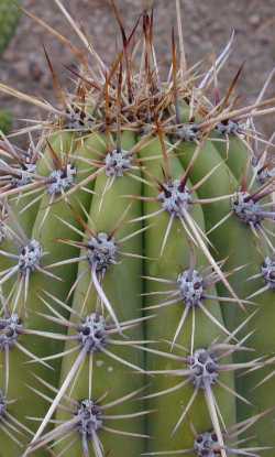 (Echinopsis tacaquirensis)