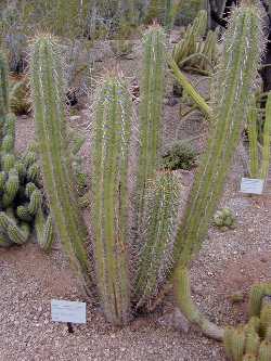 (Echinopsis tacaquirensis)