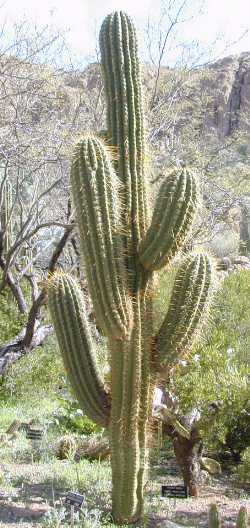 Cardon Grande(Echinopsis terscheckii)