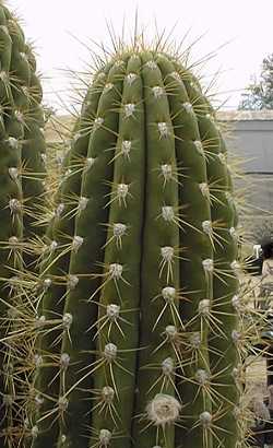 Cardon Grande(Echinopsis terscheckii)