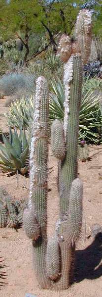 Peruvian Old Man Cactus(Espostoa lanata)