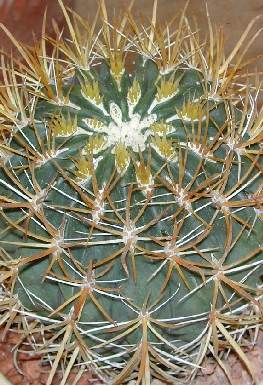 (Ferocactus chrysacanthus)