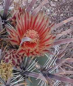 Coville's Barrel Cactus, Emory Barrel, Bisnaga(Ferocactus emoryi ssp. emoryi )