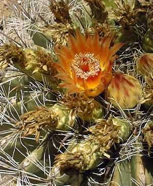 Compass Barrel Cactus(Ferocactus cylindraceus)