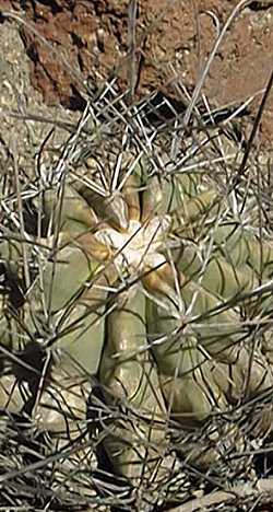 Turks Head(Ferocactus hamatacanthus ssp. hamatacanthus )