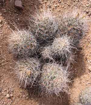 Turks Head(Ferocactus hamatacanthus ssp. hamatacanthus )