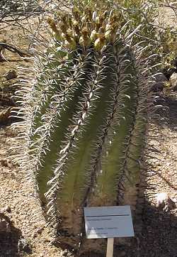 (Ferocactus herrerae)