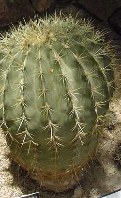 Electrode Cactus(Ferocactus histrix)