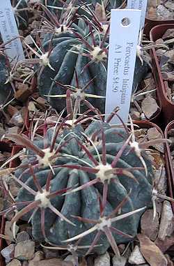 Devil's Tongue Barrel, Crow's Claw Cactus(Ferocactus latispinus ssp. latispinus )