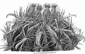 Devil's Tongue Barrel, Crow's Claw Cactus(Ferocactus latispinus ssp. latispinus )